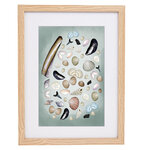Ingelijste A4 Poster Schelpen van het Zeeuwse Strand &ndash; Handgetekende Schelpen Illustratie
